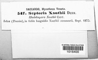 Septoria xanthii image